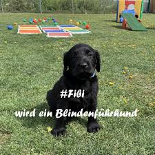 Fibi wird ein Blindenführhund