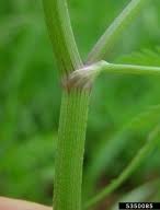 Japanese hedge-parsley: Torilis japonica (Apiales: Apiaceae ...