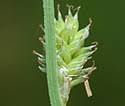Carex canescens (Silvery Sedge): Minnesota Wildflowers