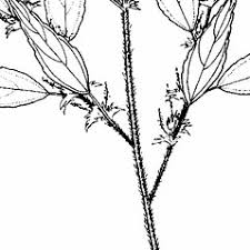 Acalypha virginica (Virginia three-seeded-Mercury): Go Botany