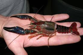 Image result for commercial crawdad trapping