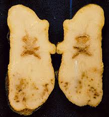 patates x virüsü hastalığı ile ilgili görsel sonucu