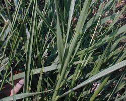 Meadow Fescue (Festuca pratensis)