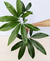 Philodendron Goeldii: Fun Tips for the Fun Bun - Two Peas In A Condo