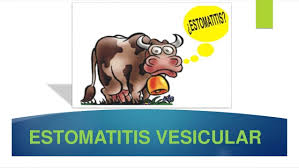 Resultado de imagen para Estomatitis Vesicular