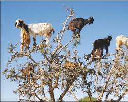 goat trying to climb a tree