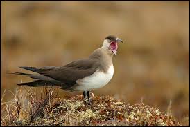 Image result for parasitic jaeger