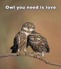 FunnyMemes.com • Cute memes - [Own you need is love] via Relatably.com