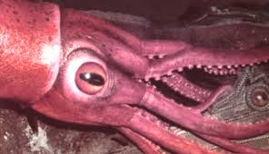Image result for colossal squid