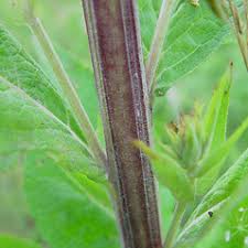 Verbascum lychnitis (white mullein): Go Botany