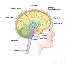 Image result for caucasian pineal gland calcified