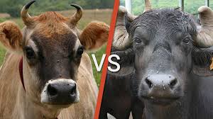 Image result for pictures of cows and buffaloes