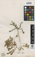 Polycarpon tetraphyllum in Global Plants on JSTOR