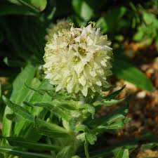 CAMPANULA THYRSOIDES SEEDS (Bellflower) - Plant World Seeds