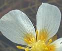 Ranunculus aquatilis (White Water Crowfoot): Minnesota Wildflowers