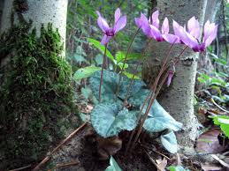 Cyclamen purpurascens - Wikipedia