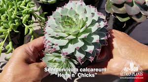 Quick Peek: Sempervivum calcareum “Hens n' Chicks” - YouTube