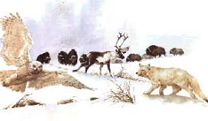 Image result for tundra species
