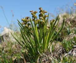 Chamorchis alpina - Wikipedia