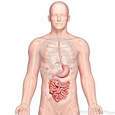 Image result for human stomach