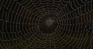 Appliance of Science: How and why do spiders make webs?
