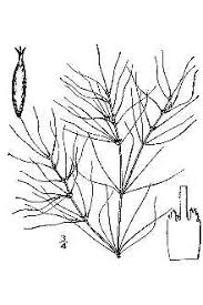 Plants Profile for Najas gracillima (slender waternymph)