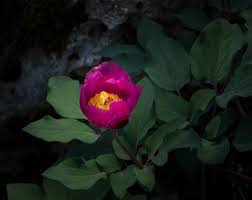 Paeonia coriacea | Peonies were among the most impressive wi ...