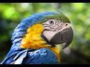 Kaka 2 parrots talking like humans do video <?=substr(md5('https://encrypted-tbn1.gstatic.com/images?q=tbn:ANd9GcTbWyXZ9S8tfsSlUsECLkbpIVherd4SL2-UYUyhQl9caxqhisv7p0dyeJM'), 0, 7); ?>