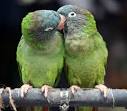 kaka 2 parrots talking voiceovers in spanish