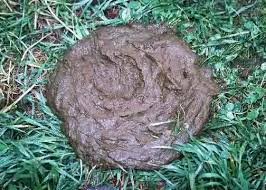 Image result for rotten cow dung