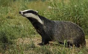 Resultado de imagen para imagenes de el tejon