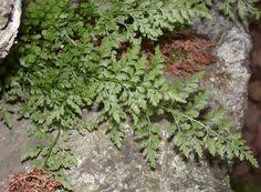 Asplenium cuneifolium | Plants, Flora, Garden