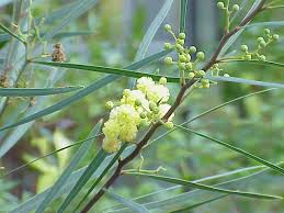 Acacia retinodes - Wikipedia