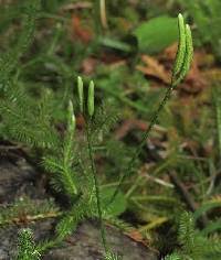 Lycopodium clavatum - Online Virtual Flora of Wisconsin