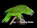 kaka 2 parrots kissing images animated