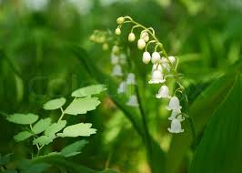 Image result for lily of the valley