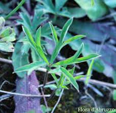 Anemone hortensis: la stella dei prati – Flora d'Abruzzo