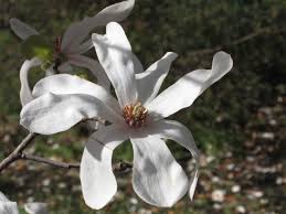 Image result for merrill magnolia