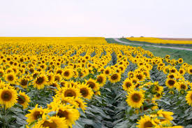 Image result for sunflowers images