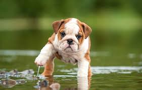Image result for cute pup