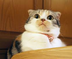 Image result for cats looking shocked