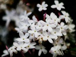Image result for jasmine flowers