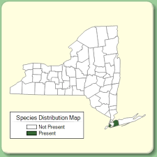Helleborus viridis - Species Page - NYFA: New York Flora Atlas