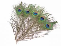 Image result for peacock feather