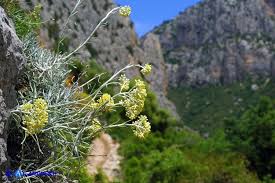 Helichrysum saxatile subsp. saxatile - Elicriso sardo - ATLANTIDES ...