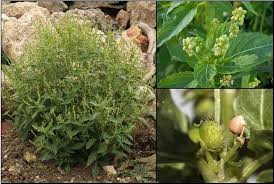 Weed Risk Assessment for Mercurialis annua L. (Euphorbiaceae ...