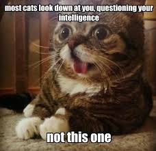 21 Silly Cat Memes - Random Funny Cat via Relatably.com