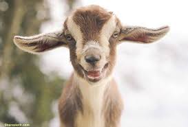 Image result for baby goat