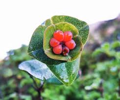 Lonicera implexa Aiton, Minorca honeysuckle (World flora) - Pl ...