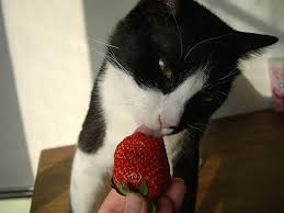 Image result for cat eating strawberries